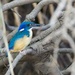Half Collared Kingfisher by padlock