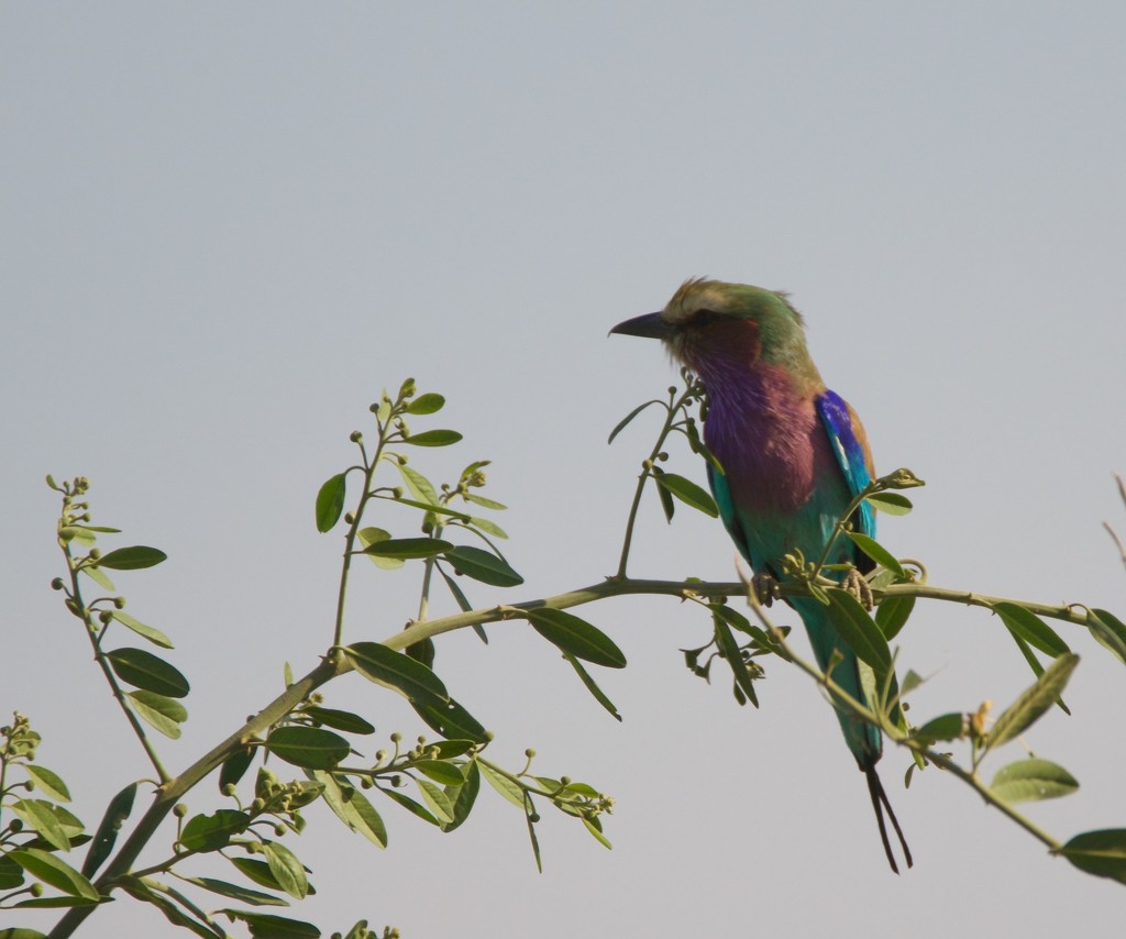 Lilac Breasted Roller by padlock
