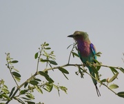 21st Aug 2016 - Lilac Breasted Roller