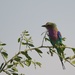 Lilac Breasted Roller by padlock