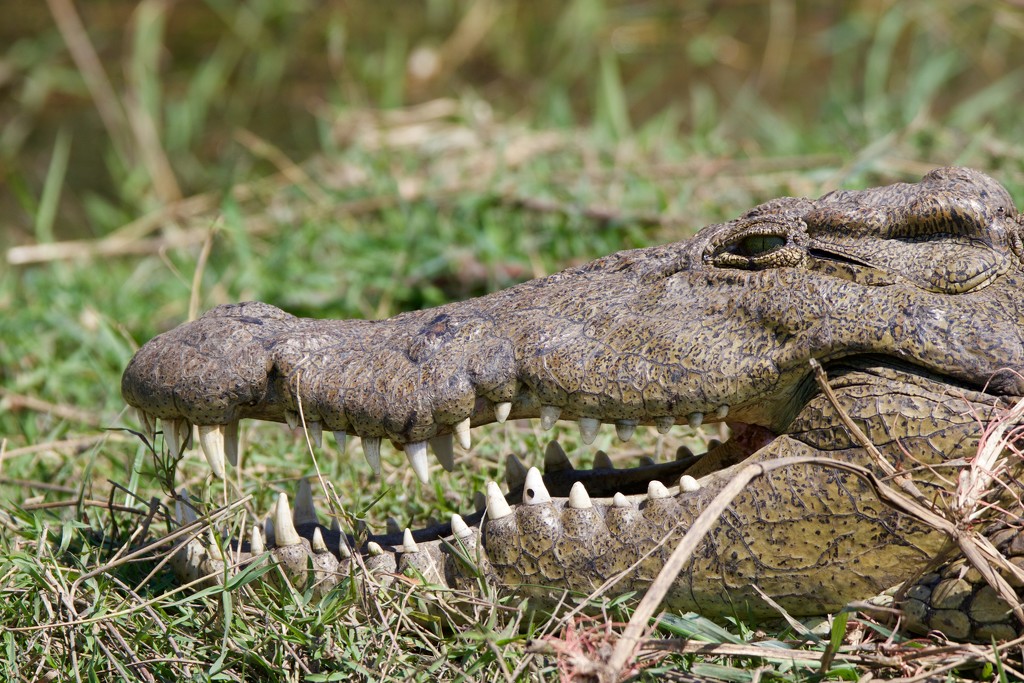 Crocodile. by padlock