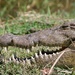 Crocodile. by padlock