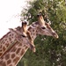 Male Giraffes. by padlock