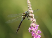 24th Aug 2016 - Dragonfly on Purple Loosestrife