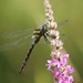 Dragonfly on Purple Loosestrife by oldjosh