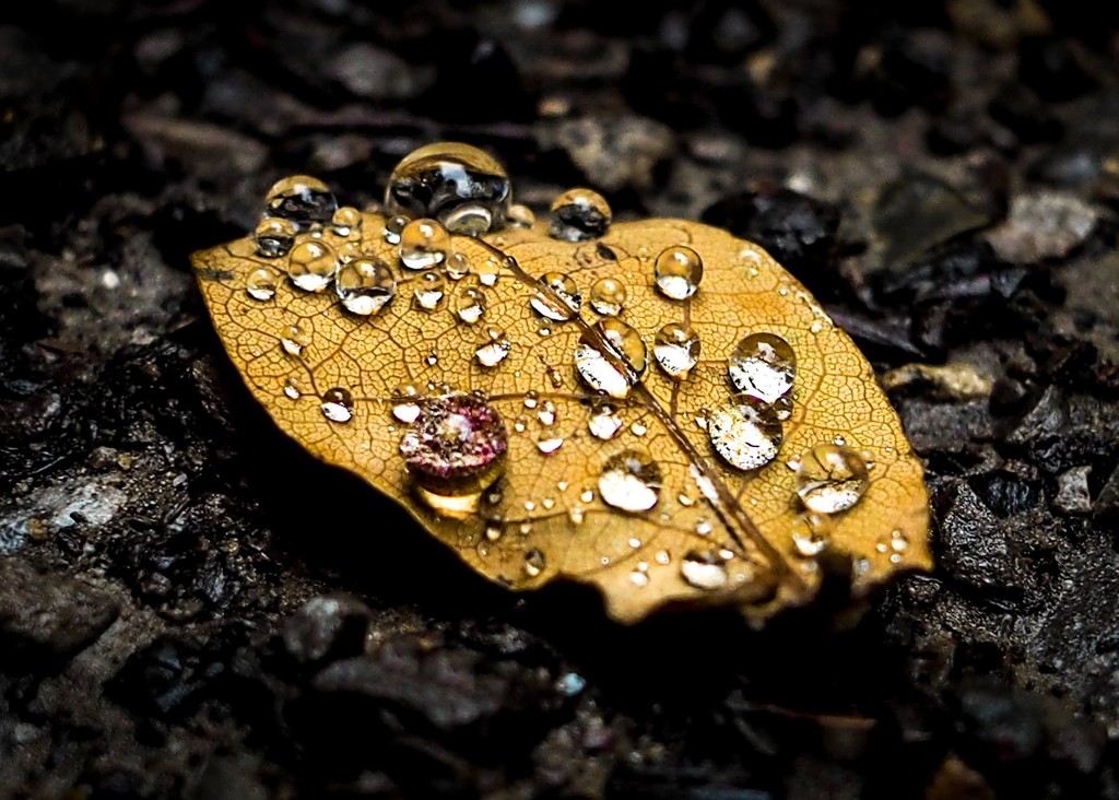 Diamonds on gold leaf by barrowlane