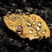 Diamonds on gold leaf by barrowlane