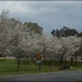 blossom trees by cruiser