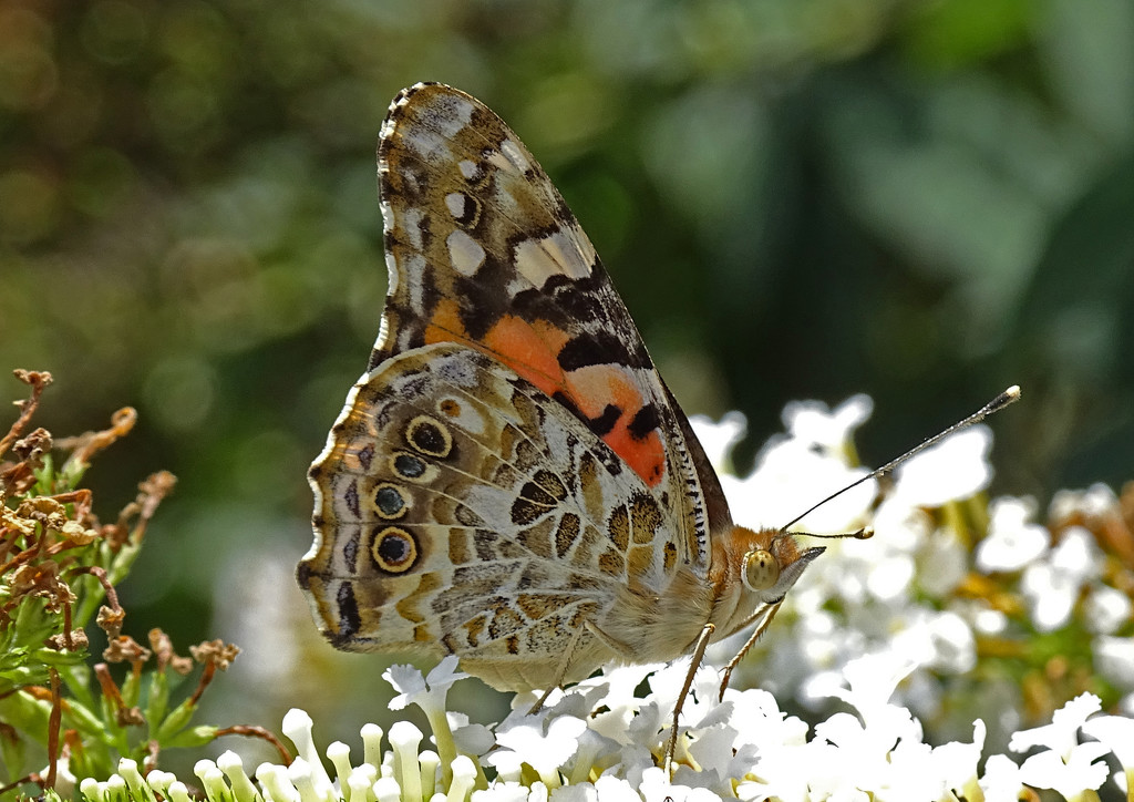 Painted Lady by annepann