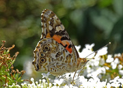 26th Aug 2016 - Painted Lady