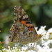 Painted Lady by annepann