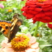 Painted lady doing a hand stand by 30pics4jackiesdiamond