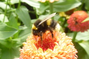 28th Aug 2016 - Busy Bumble Bee Bimbling