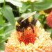 Busy Bumble Bee Bimbling by 30pics4jackiesdiamond