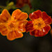 Orange flower by elisasaeter