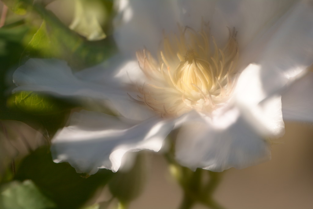 Dreamy clematis   by ziggy77