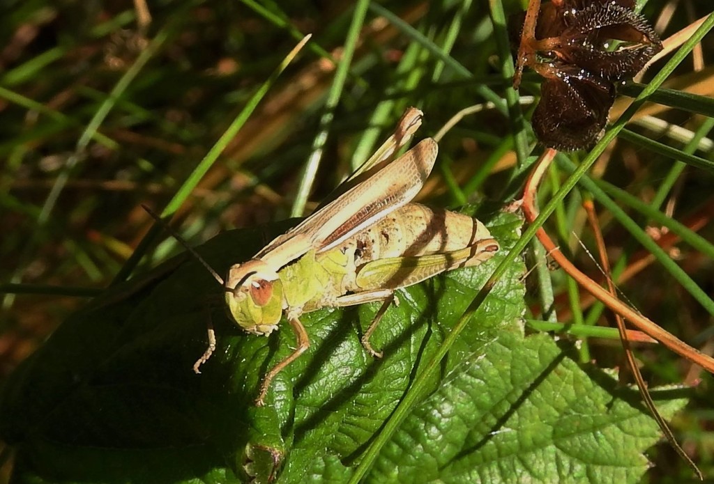 Grasshopper by oldjosh