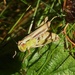 Grasshopper by oldjosh