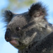 over where? by koalagardens