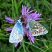 Common Blue courtship (Polyommatus icarus) by julienne1