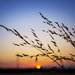 Day 227, Year 4 - Belton Sunset by stevecameras