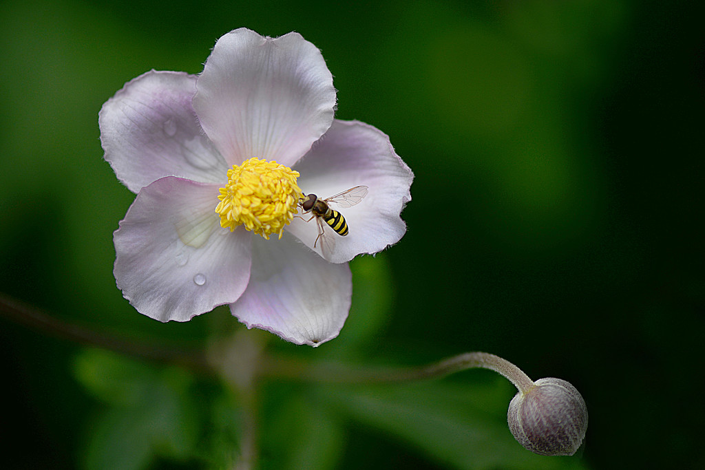 Little tiny bee! by fayefaye