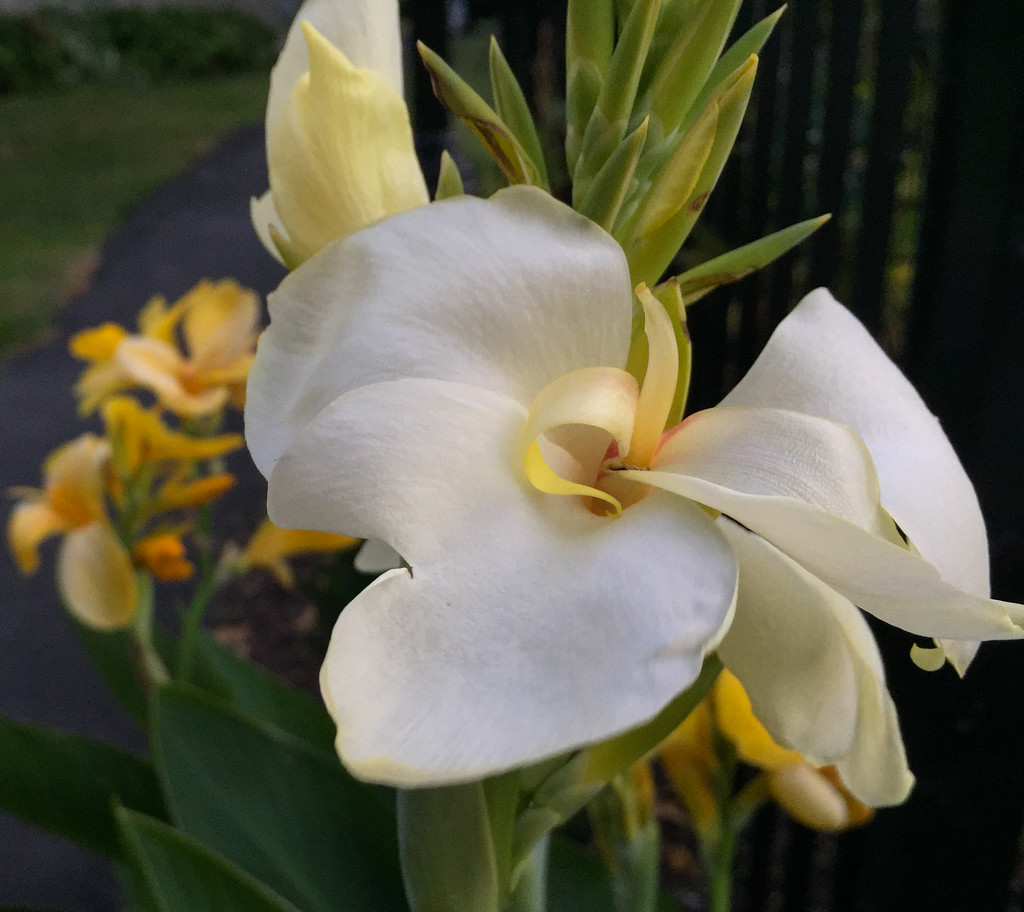 White Canna Lily by loweygrace