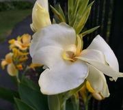 29th Aug 2016 - White Canna Lily