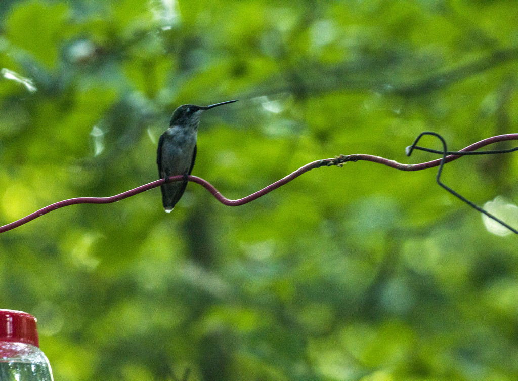 Hummingbird by hjbenson