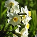 daffodils by yorkshirekiwi
