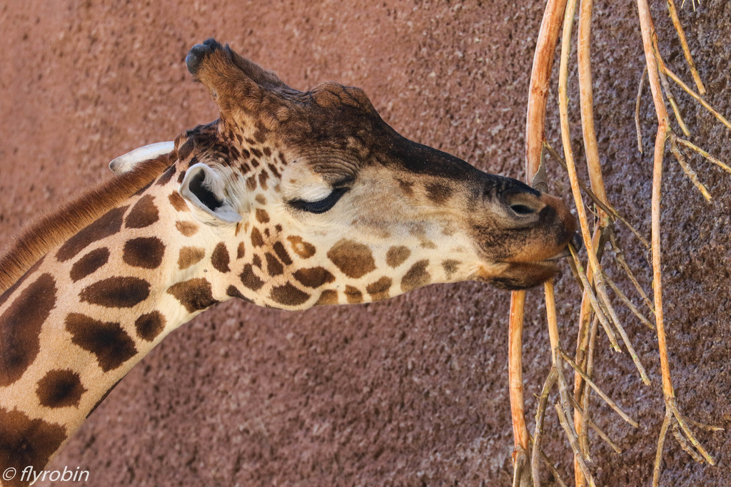 Hungry giraffe by flyrobin