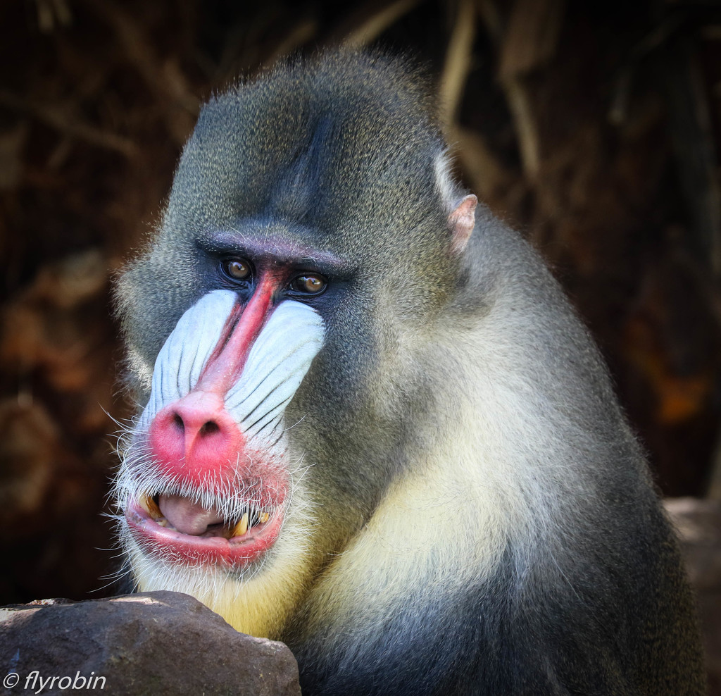Colourful baboon by flyrobin