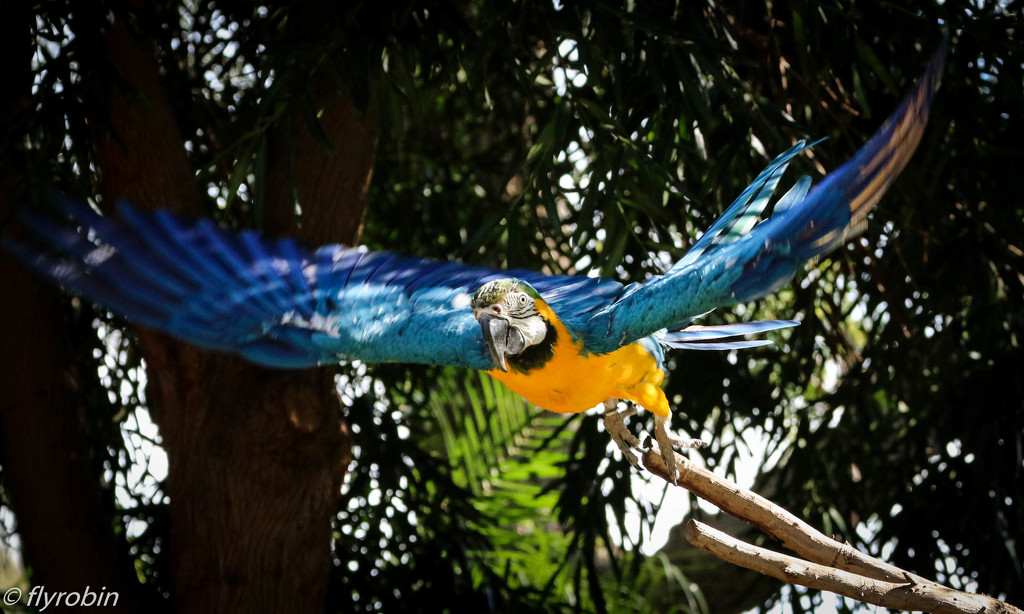Macaw flight by flyrobin