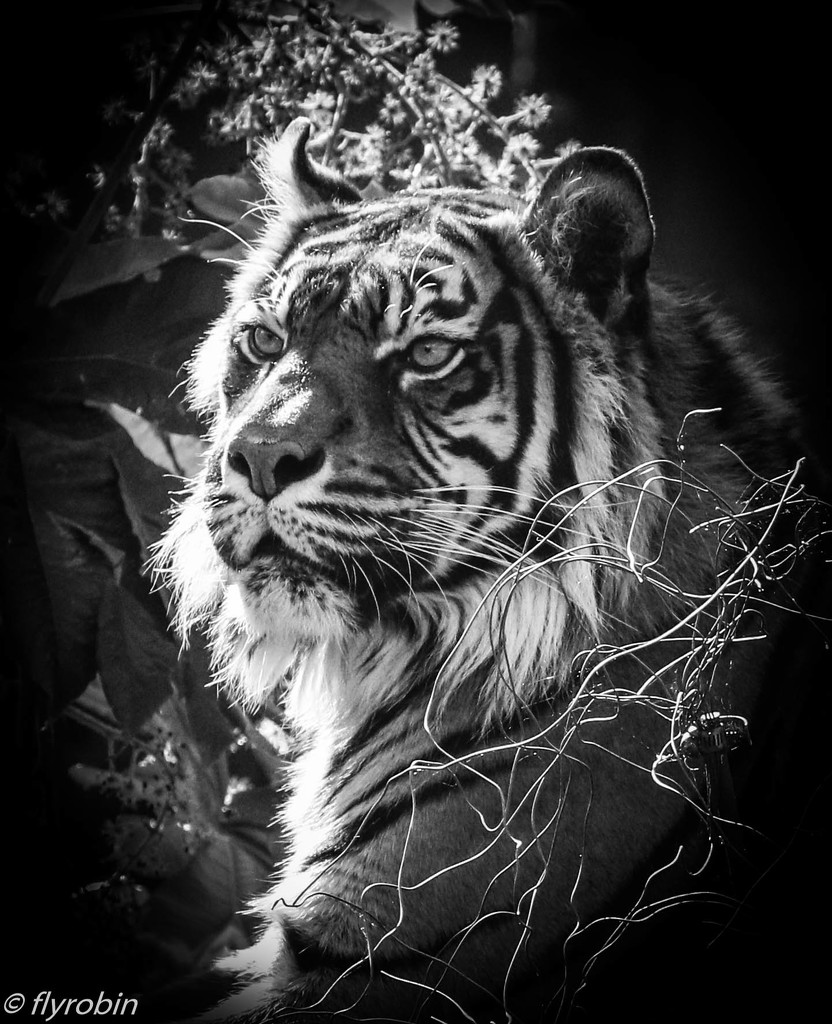 Tiger glory by flyrobin
