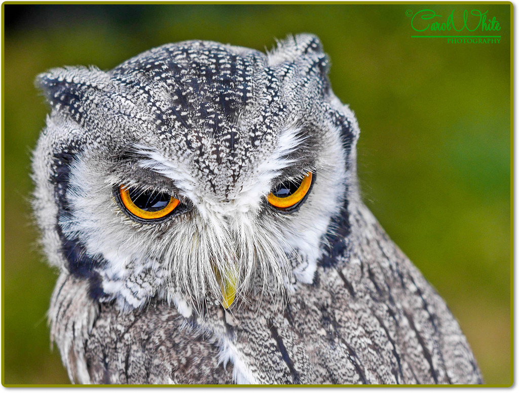 White-Faced Scops Owl by carolmw