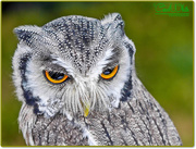 30th Aug 2016 - White-Faced Scops Owl