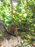 26th Aug 2016 - The squirrel