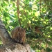 The squirrel by cocobella