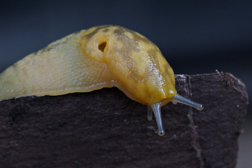 YELLOW SLUG by markp