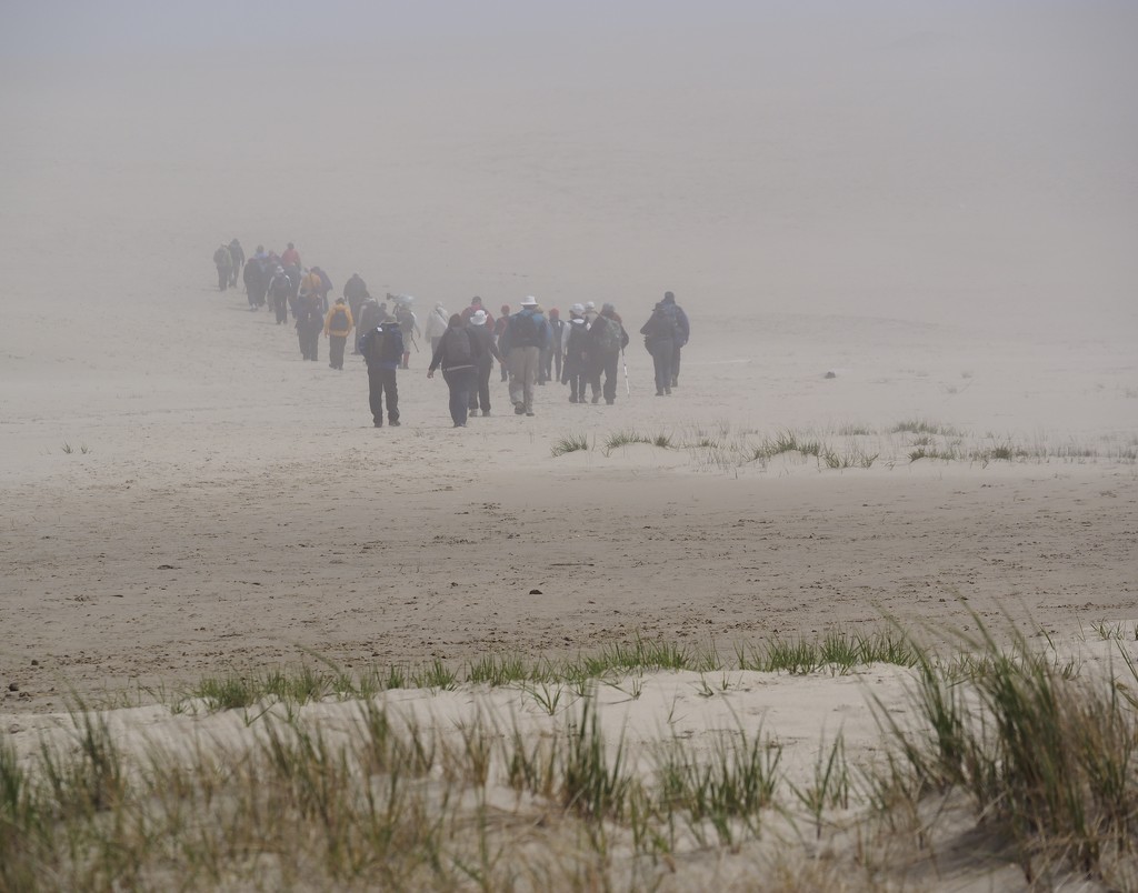 Misty Walk on Sable Island by selkie