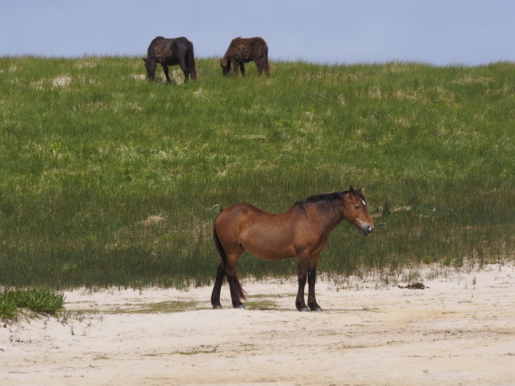 Sable Island Horses by selkie