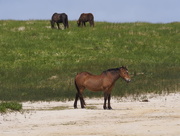 30th Jul 2016 - Sable Island Horses