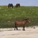 Sable Island Horses by selkie