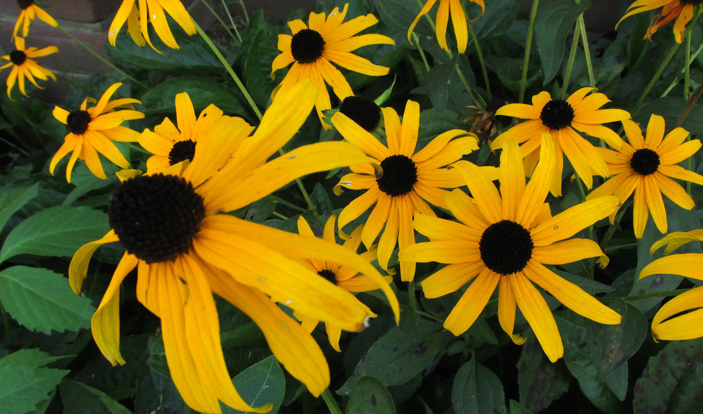 Black Eyed Susans by mittens