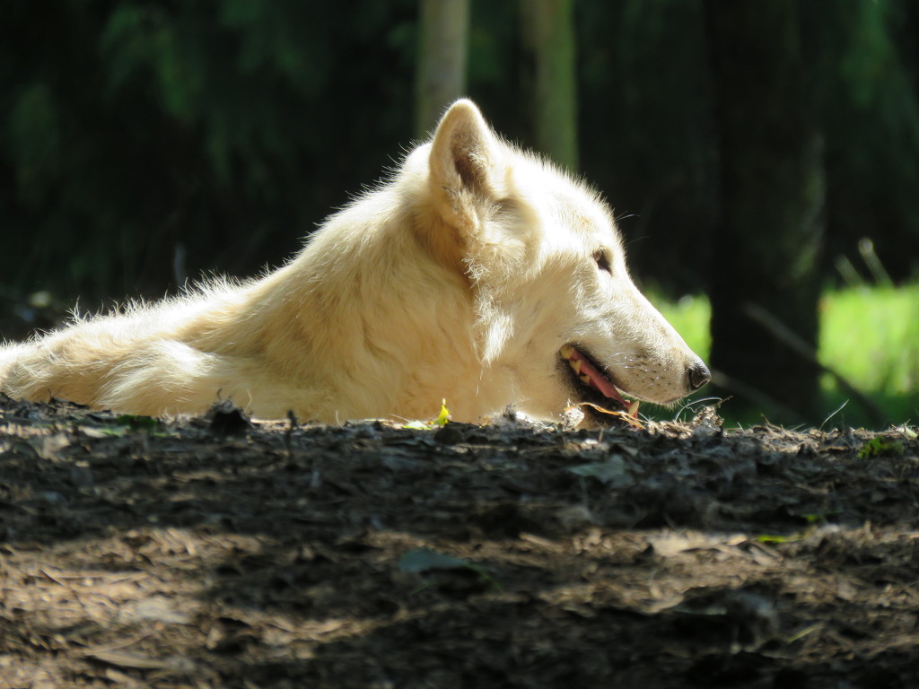 White Wolf by seattlite