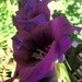 Gladiolus by bruni