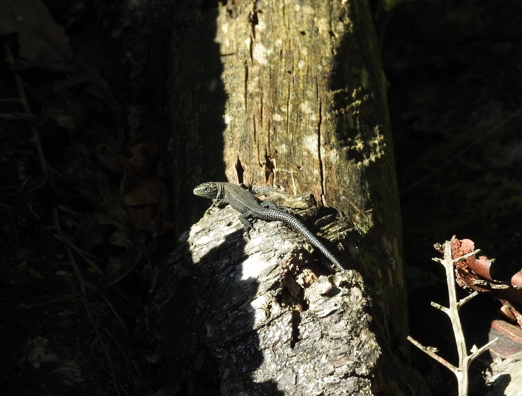 Lizard on a log pile by roachling