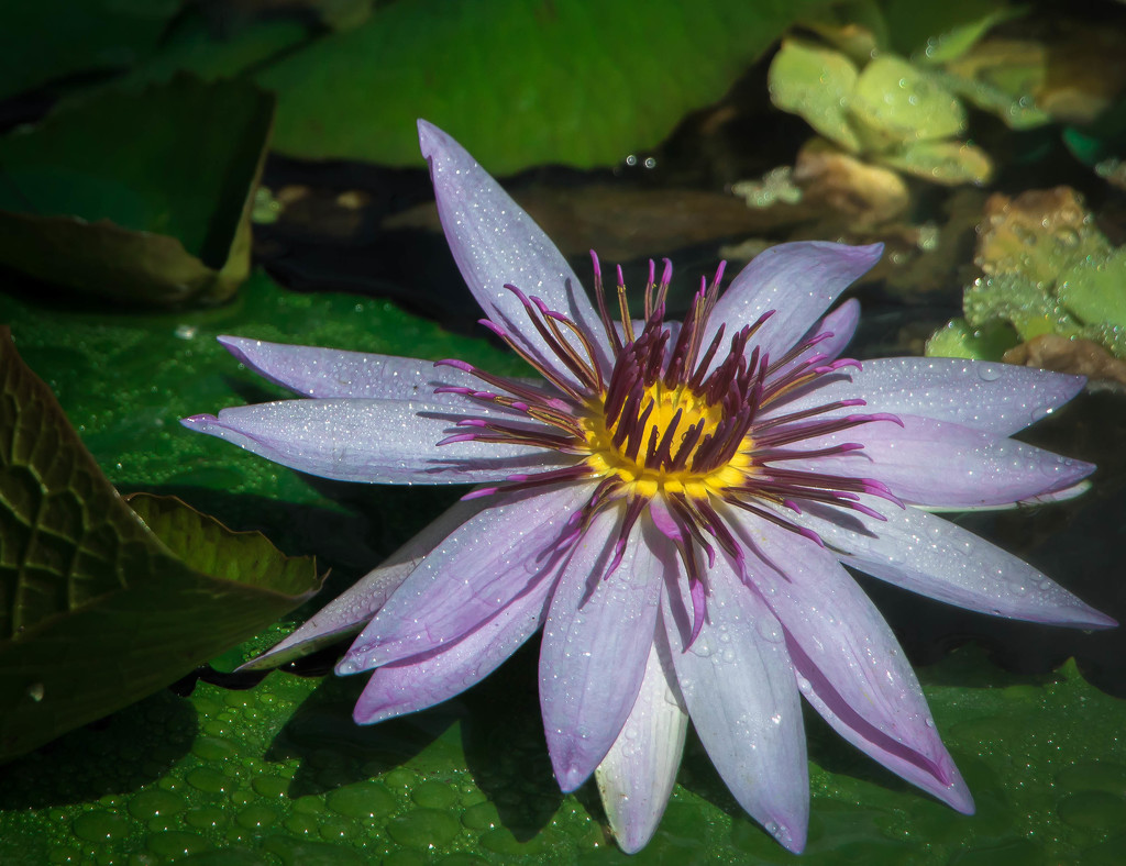 Water Lily #3 by bokehdot