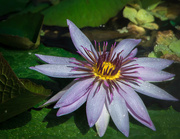 30th Aug 2016 - Water Lily #3