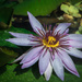 Water Lily #3 by bokehdot